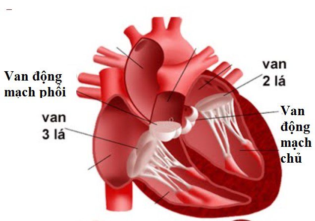 nhung luu y can biet sau khi phau thuat thay van tim la gi