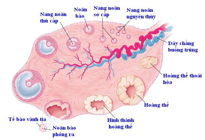 roi loan phong noan anh huong toi suc khoe sinh san nhu the nao