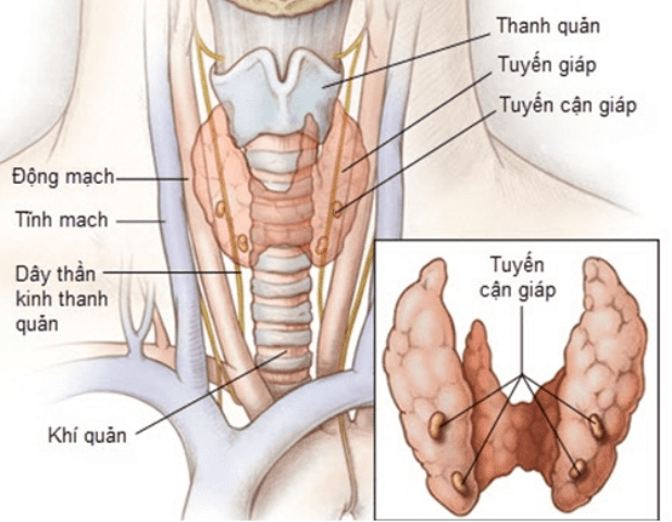 Tìm hiểu nguyên nhân và triệu chứng của bệnh suy tuyến cận giáp