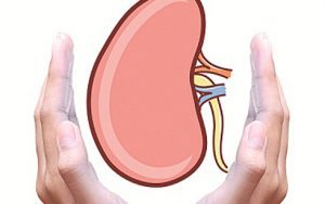 Những bài thuốc chữa suy nhược do thận dương hư đạt hiệu quả cao