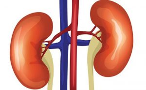 YHCT bật mí 7 bài thuốc chữa suy nhược do thận dương hư
