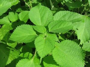 Bật mí tác dụng thần kỳ của cây lá gai