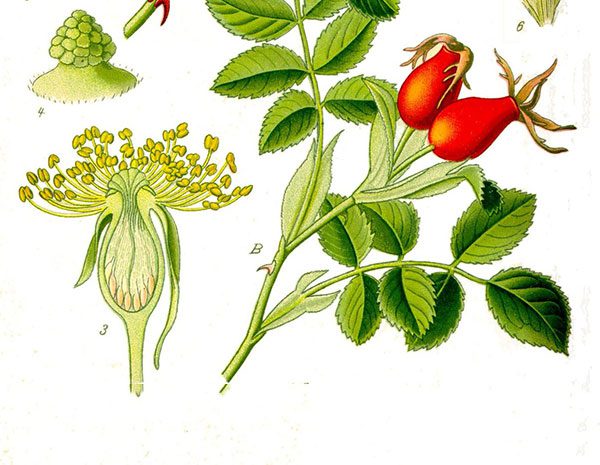 Cây tầm xuân
