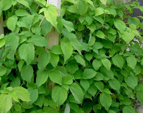 Chữa tư âm thanh nhiệt, dưỡng huyết an thai