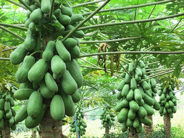Đu đủ được ứng dụng trong nhiều bài thuốc, món ăn thuốc