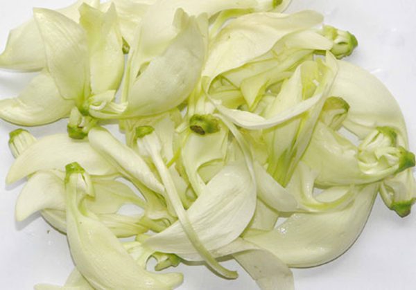 Hoa so đũa thường dùng tươi để làm thuốc