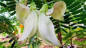 Vị thuốc hoa so đũa