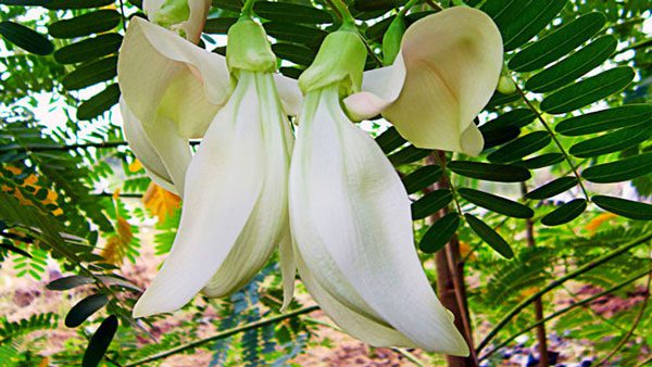 Vị thuốc hoa so đũa