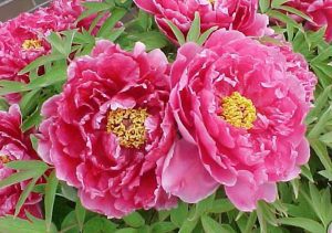 Cây mẫu đơn cho ra vị thuốc mẫu đơn bì