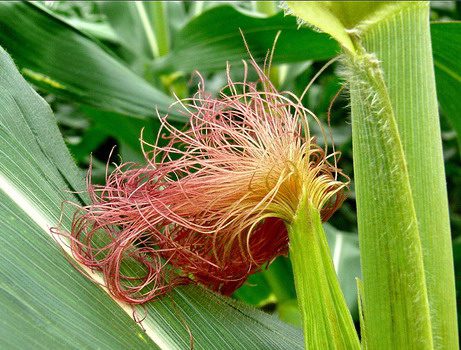 Râu ngô chữa viêm đường tiết niệu hiệu quả