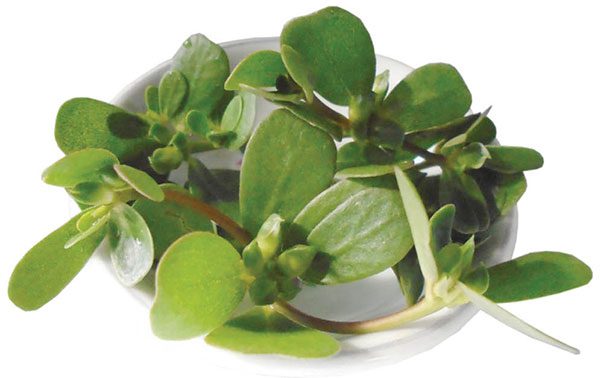 Rau sam là vị thuốc dân gian phòng trị nhiều bệnh