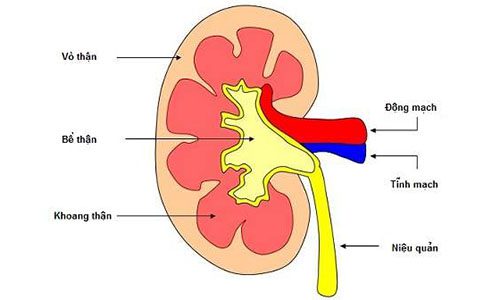 Tình trạng viêm cầu thận cấp ở trẻ em có triệu chứng là gì?