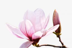 Bật mí những bài thuốc hay từ tân di chữa viêm xoang