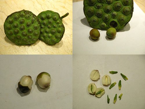 Bài thuốc y học cổ truyền chữa bệnh từ tâm sen