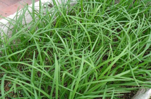 Bật mí tác dụng tuyệt vời của cây hẹ