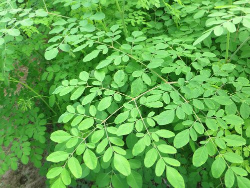 Cây chùm ngây có tác dụng ổn định huyết áp