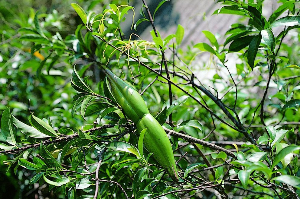 Sừng dê với nhiều công dụng tốt cho sức khỏe chúng ta
