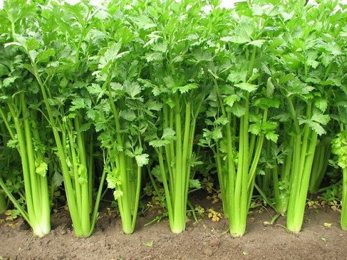 đặc trị hôi nách