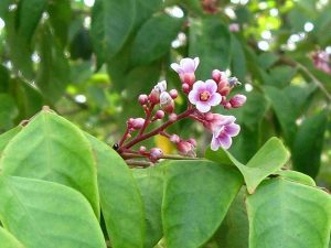 Lá khế có công dụng như thế nào qua các bài thuốc chữa dị ứng, mề đay ?