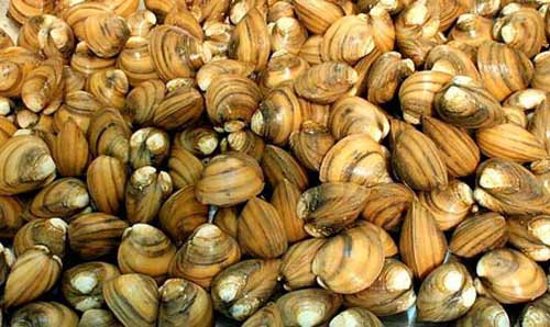 ngao phương thuốc thần kỳ