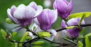 Một loại hoa quen thuộc chữa tận gốc viêm xoang