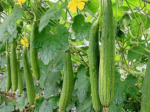 Qủa mướp thảo dược trị chứng chảy máu cam