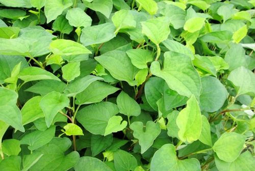 Rau diếp cá vị thuốc Đông y chữa bệnh sởi