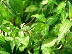 rau ram tri nhieu benh