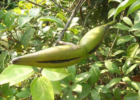 Cây sừng dê mọc hoang phân bố khắp nước ta