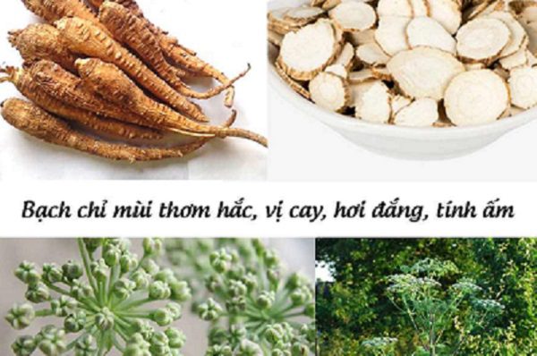 Đặc điểm vị thuốc bạch chỉ
