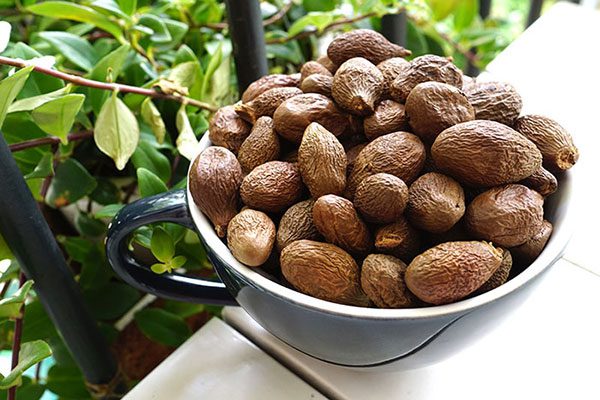 Khám phá công dụng của vị thuốc bàng đại hải