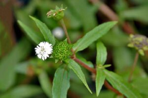 cay co muc chua benh tri