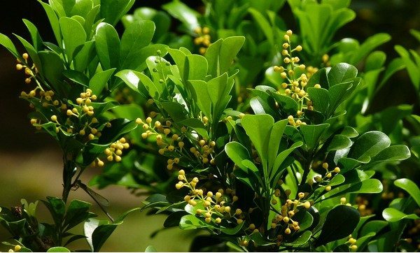 Hoa ngâu có mặt trong nhiều bài thuốc trị bệnh