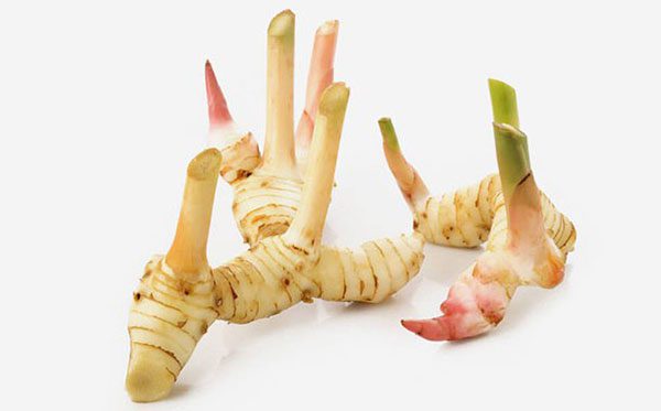Trị đau dạ dày, cảm lạnh từ Cao lương khương quanh nhà