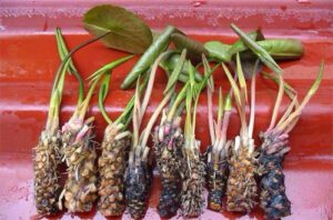 cu sung than duoc giup dan ong yeu khong biet met hieu qua 1