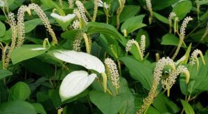 Dược liệu tam bạch thảo có thể điều trị bệnh gì?