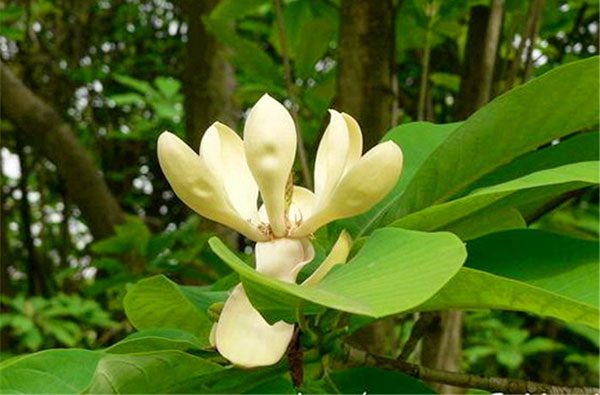 Vị thuốc hậu phác