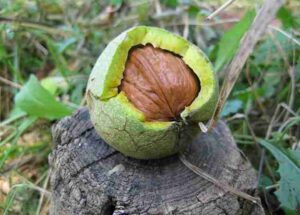 Hồ đào nhục ôn bổ hạ tiêu, trị di tinh