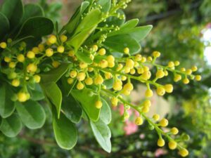 Hoa ngâu: Vị thuốc trị bệnh hay trong YHCT