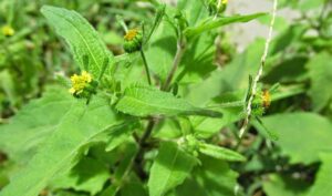 Dược sĩ chia sẻ bài thuốc từ dược liệu hy kiểm thảo