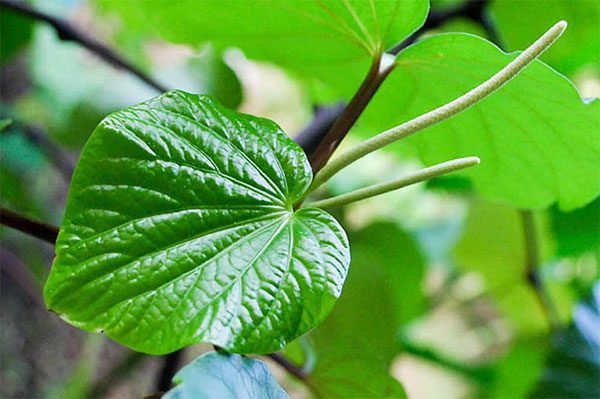 Các món ăn thuốc từ lá lốt đều mang tác dụng điều trị bệnh nhất định