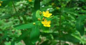 Dược sĩ chia sẻ công dụng của dược liệu lưu ký lô