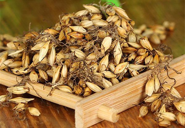 Mạch nha lợi sữa