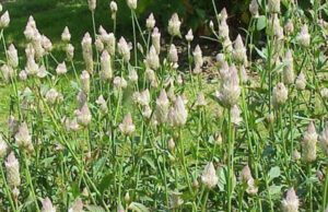 Hoa cây mào gà trắng