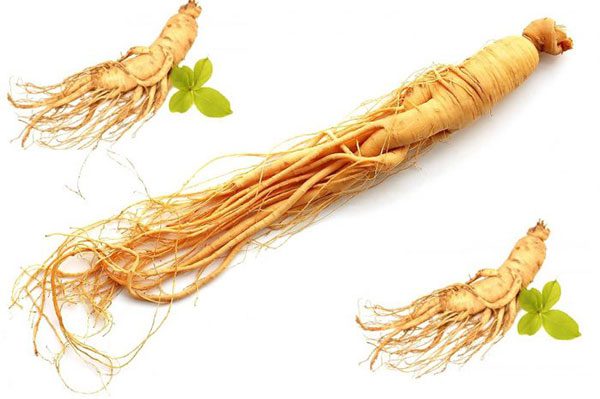 Nhân sâm trong món ăn thuốc trị suy tim mạn tính