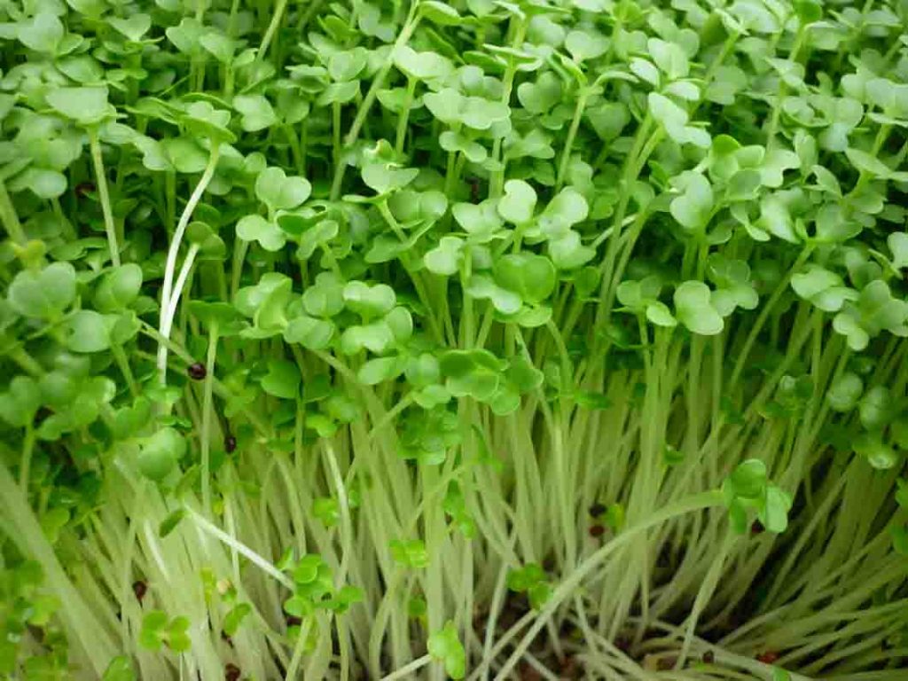 rau mầm