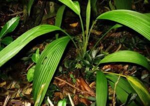 Tìm hiểu những công dụng chữa bệnh hữu hiệu từ Tiêu mao