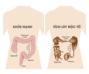 Một số loại rau quả thải độc và trẻ hóa cho cơ thể của bạn