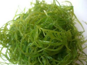 Hình ảnh Tảo mặt trời đã qua sơ chế