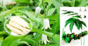 Vị thuốc thục hoàng